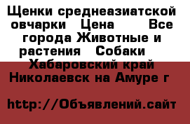 Щенки среднеазиатской овчарки › Цена ­ 1 - Все города Животные и растения » Собаки   . Хабаровский край,Николаевск-на-Амуре г.